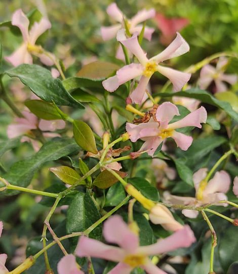 TRACHELOSPERMUM jasminoides Rosea